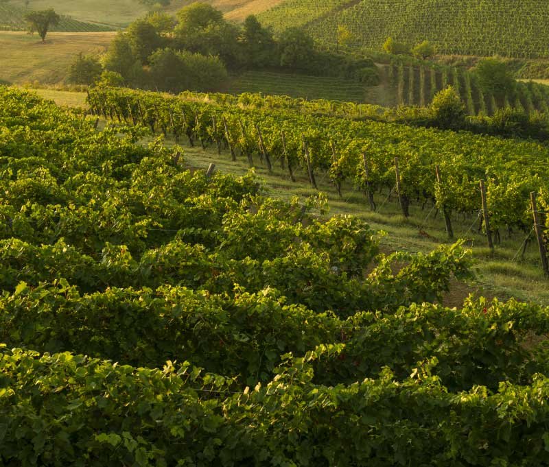 Ballabio spumante vinyards